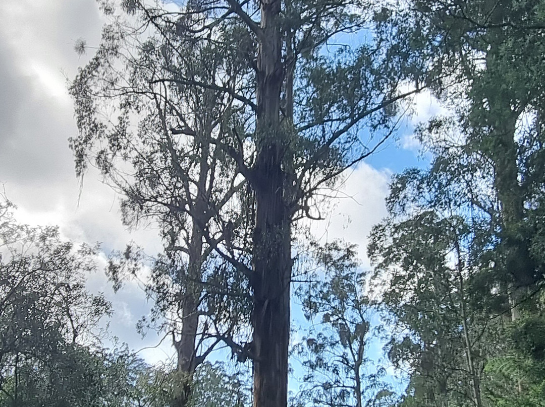 Tarra Bulga National Park景点图片