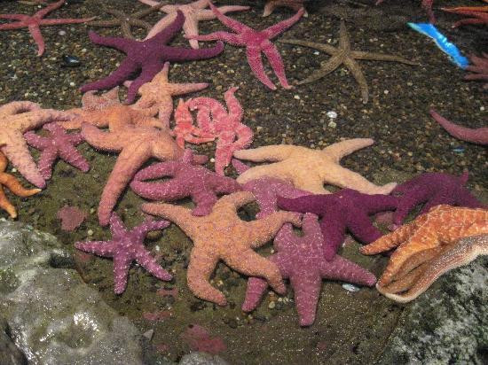 西雅图水族馆-西雅图必去景点