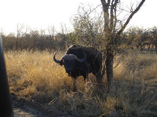 Nambiti Big 5 Private Game Reserve-Ladysmith必去景点