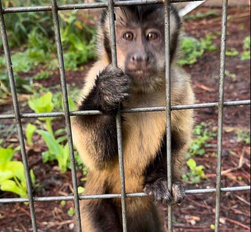 Jungle Friends Primate Sanctuary景点图片
