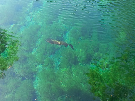 Nacimiento de Arroyo Frio-Cotillas必去景点