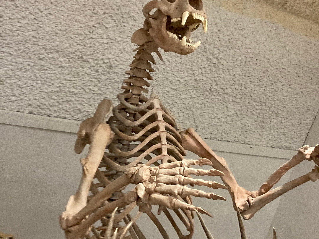 Sternberg Museum of Natural History-Hays必去景点