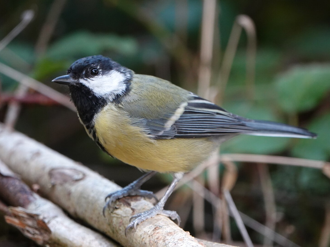 Alverstone Mead Nature Reserve-桑当必去景点