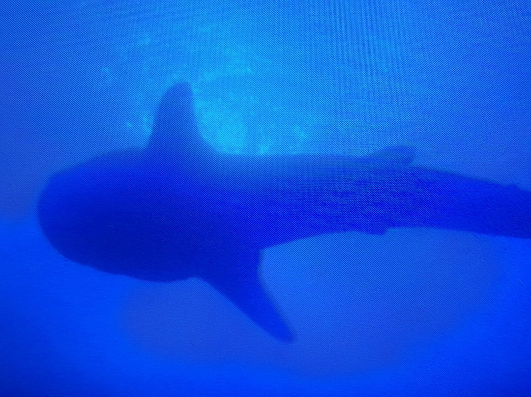 South Ari Dive Center主图