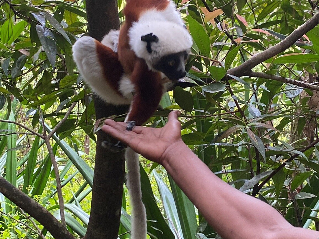 Reserve Peyrieras Madagascar Exotic景点图片