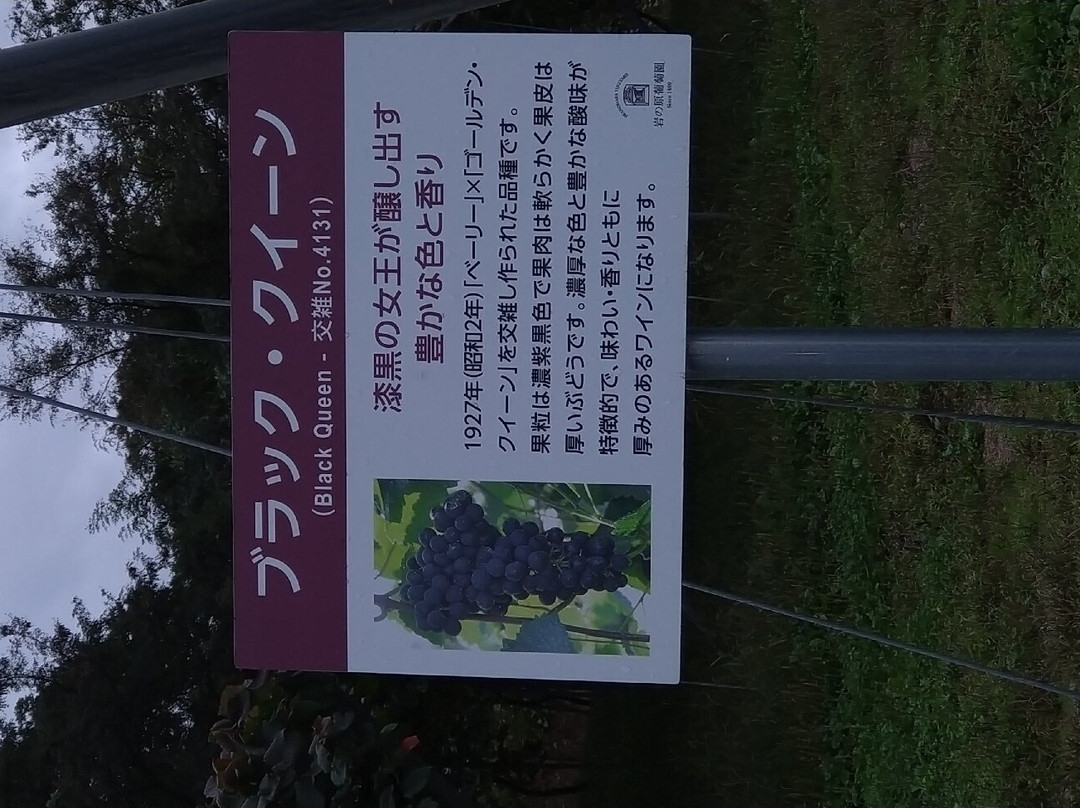 Iwanohara Vineyard景点图片