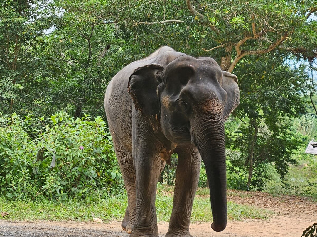 Phuket Elephant House Sanctuary景点图片