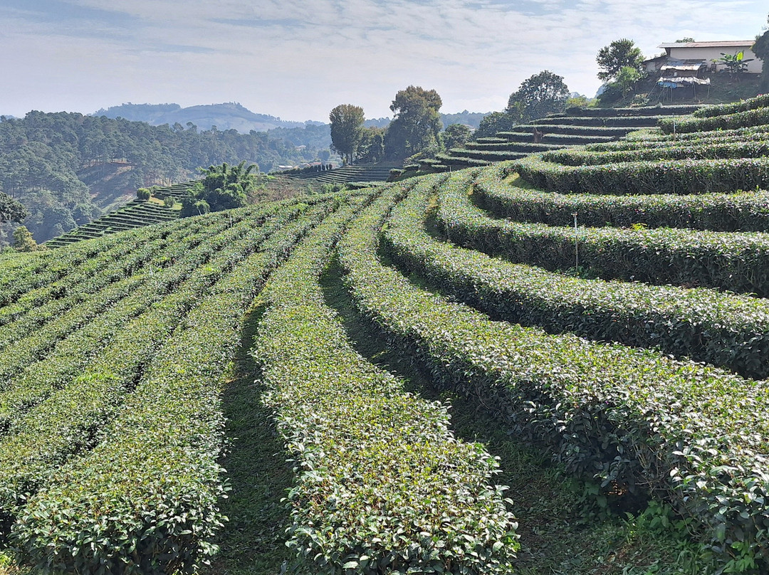 101 Tea Plantation-夜发銮必去景点