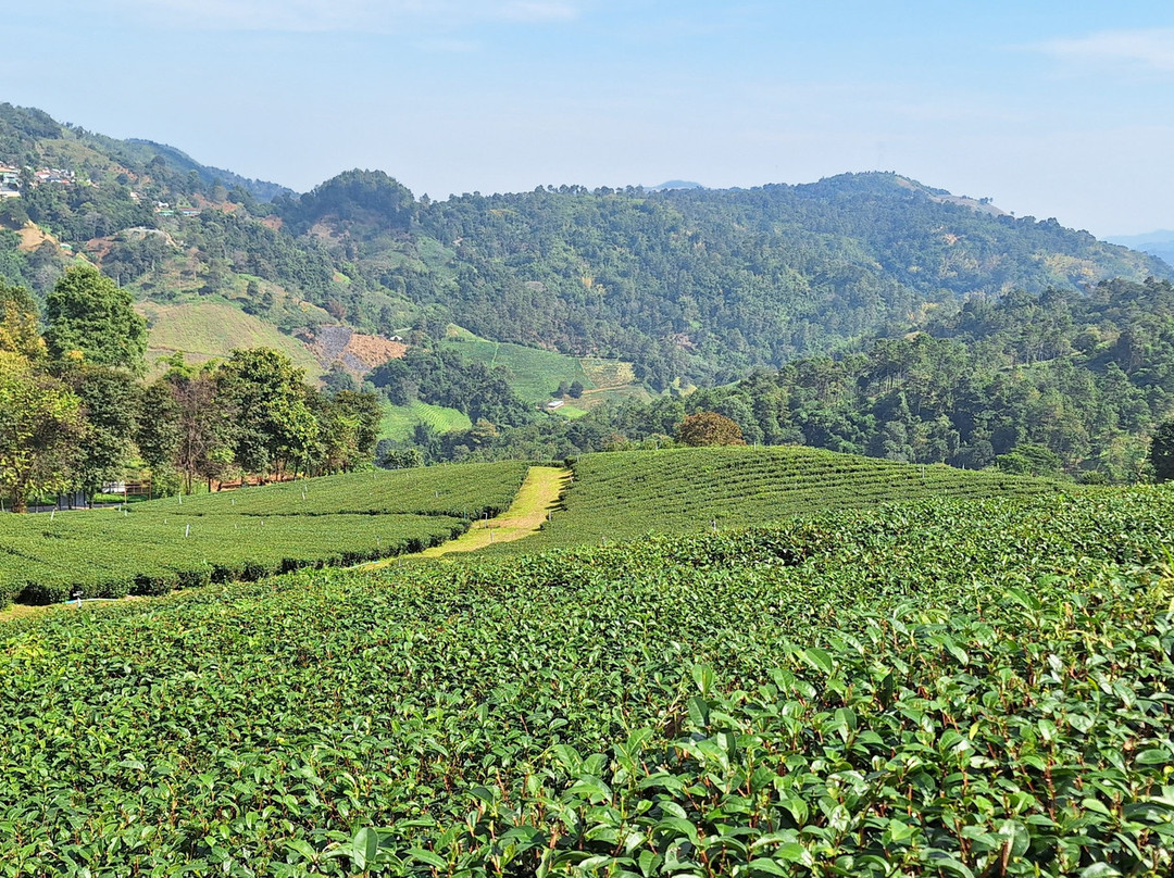 101 Tea Plantation-夜发銮必去景点