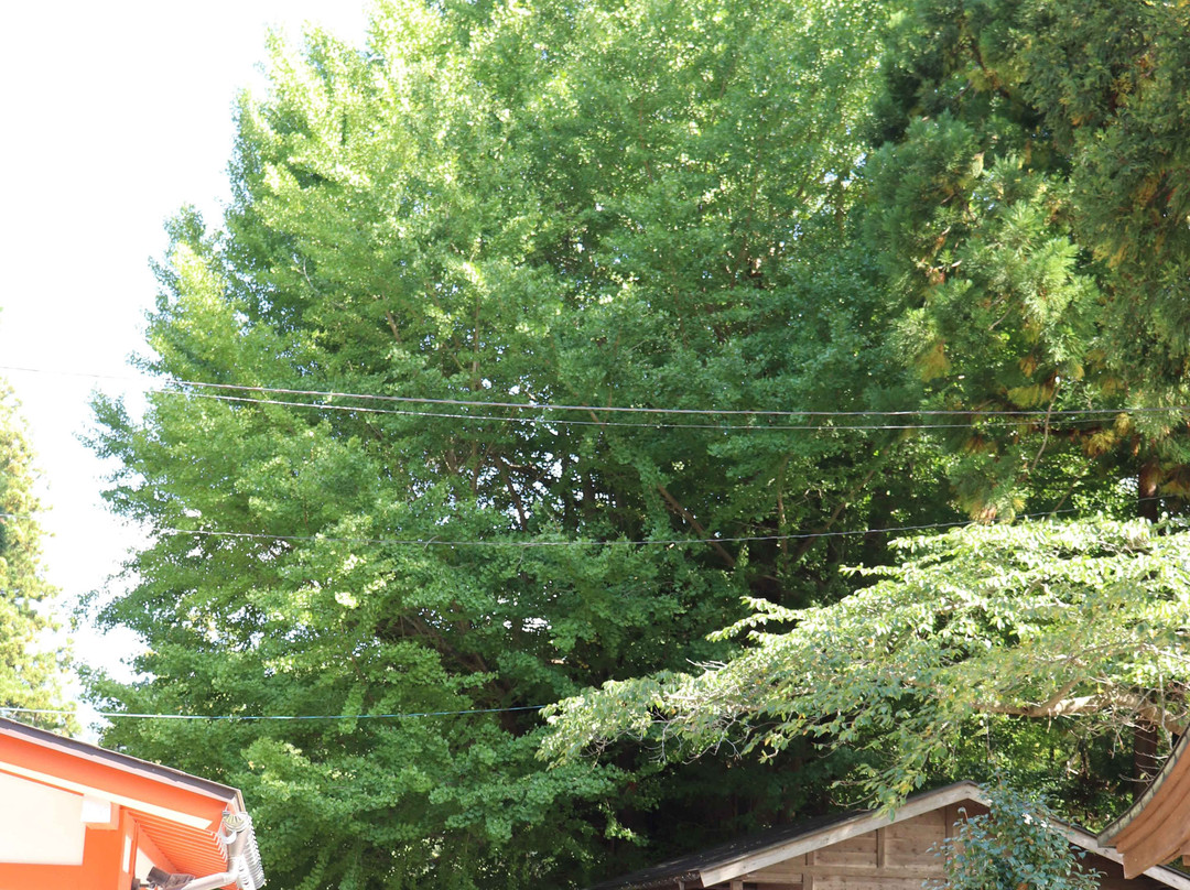 Large Ginkgo Tree in Yamadera景点图片