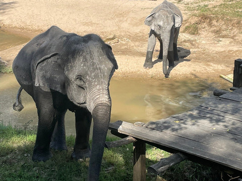 Le Cher Elephant Home-清迈必去景点