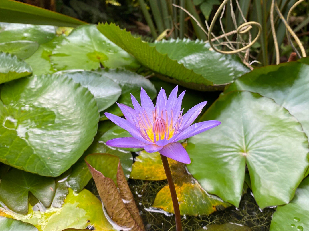 Mariposario Andoke-卡利必去景点