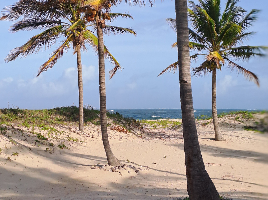 Pura Vida Lodge主图