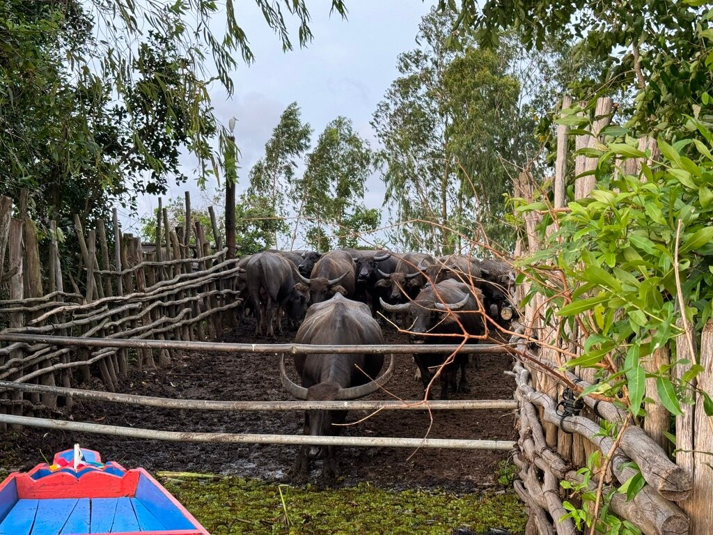 Thale Noi Waterfowl Park-郡干仑必去景点