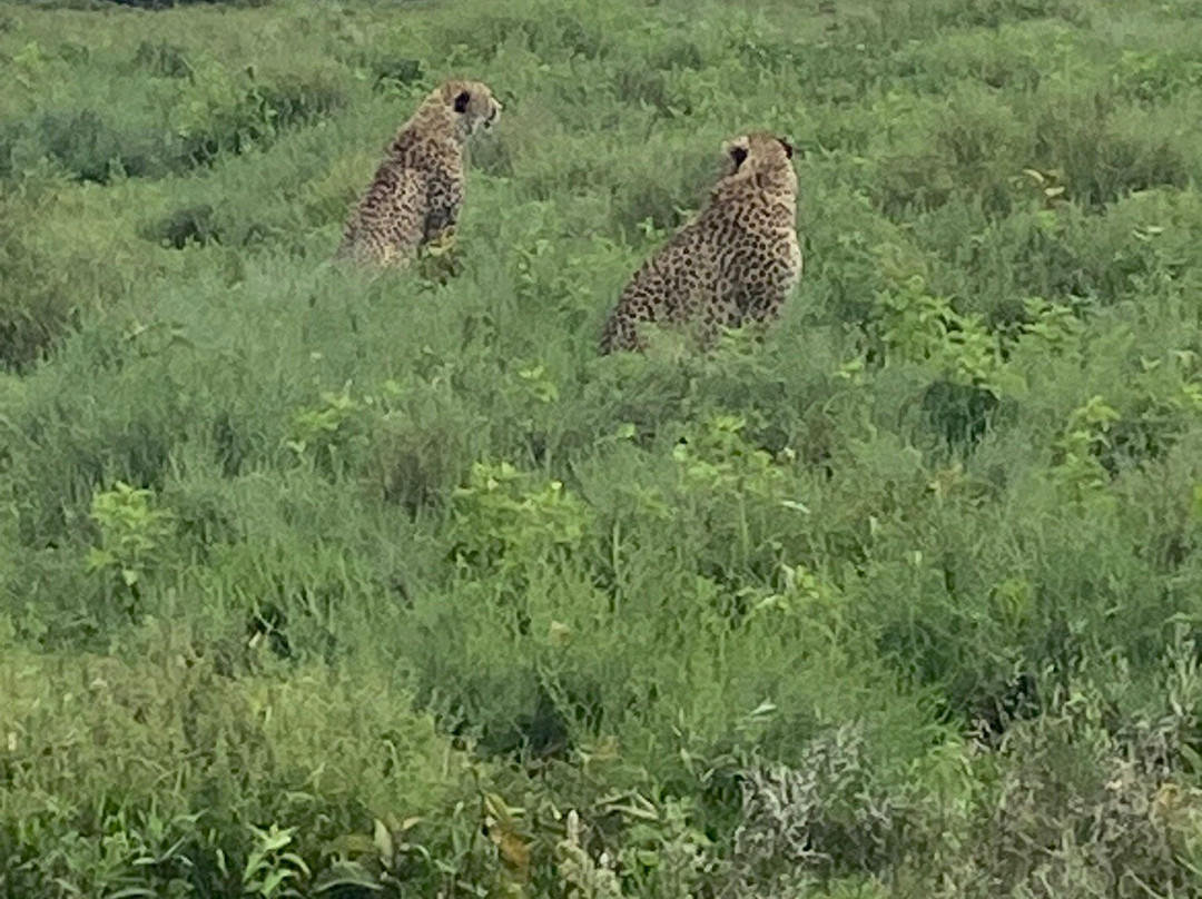 Serengeti National Park景点图片