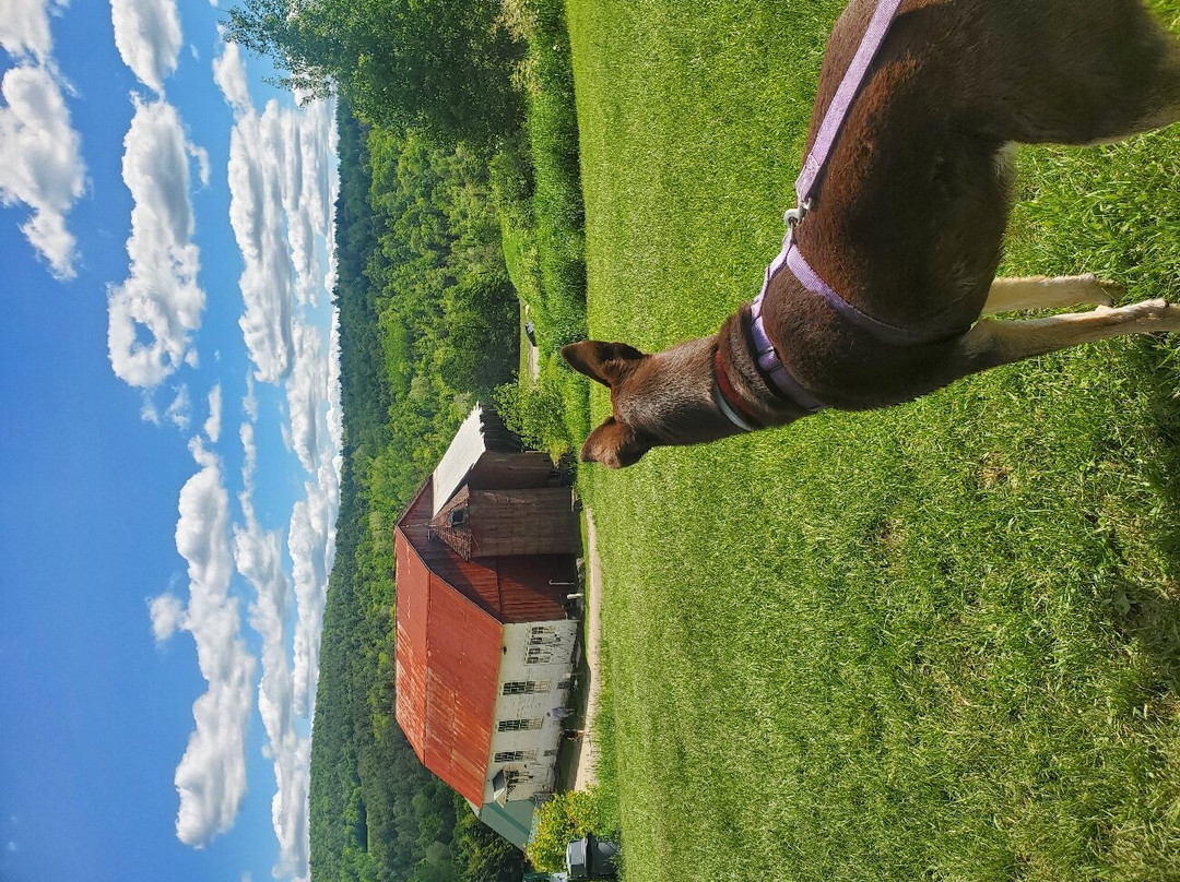 Dog Mountain Home of Stephen Huneck Gallery-圣约翰斯伯里必去景点