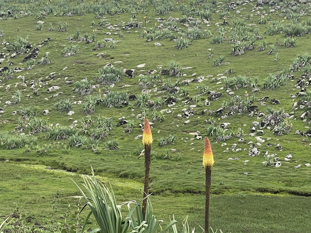 Bale Mountains Eco Tours Ethiopia景点图片