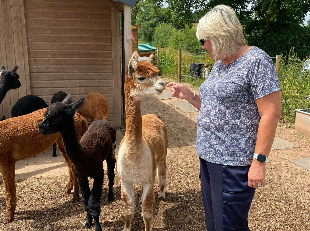 Sugarloaf Alpacas景点图片