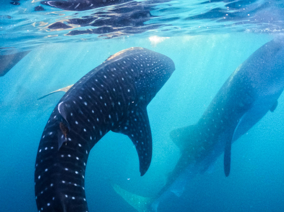 Antonis Buton Tetebatu Tour Guide-Tetebatu必去景点