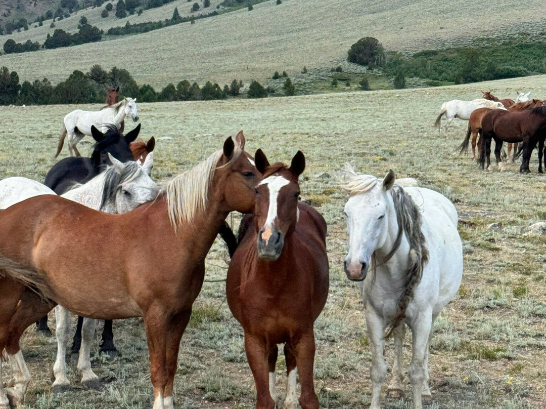 Deerwood Ranch Wild Horse EcoSanctuary景点图片