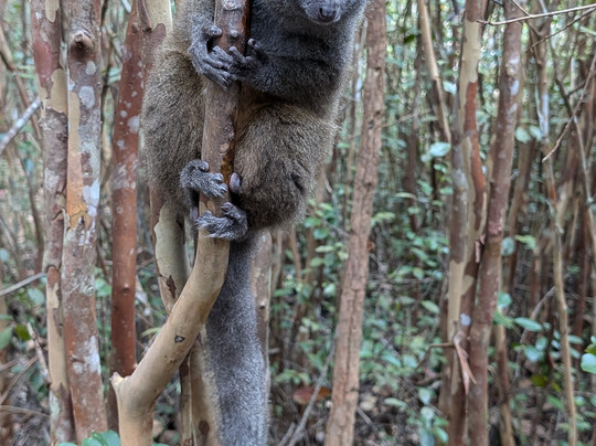 Madagascar Land Of Wonders-安塔那那利佛必去景点