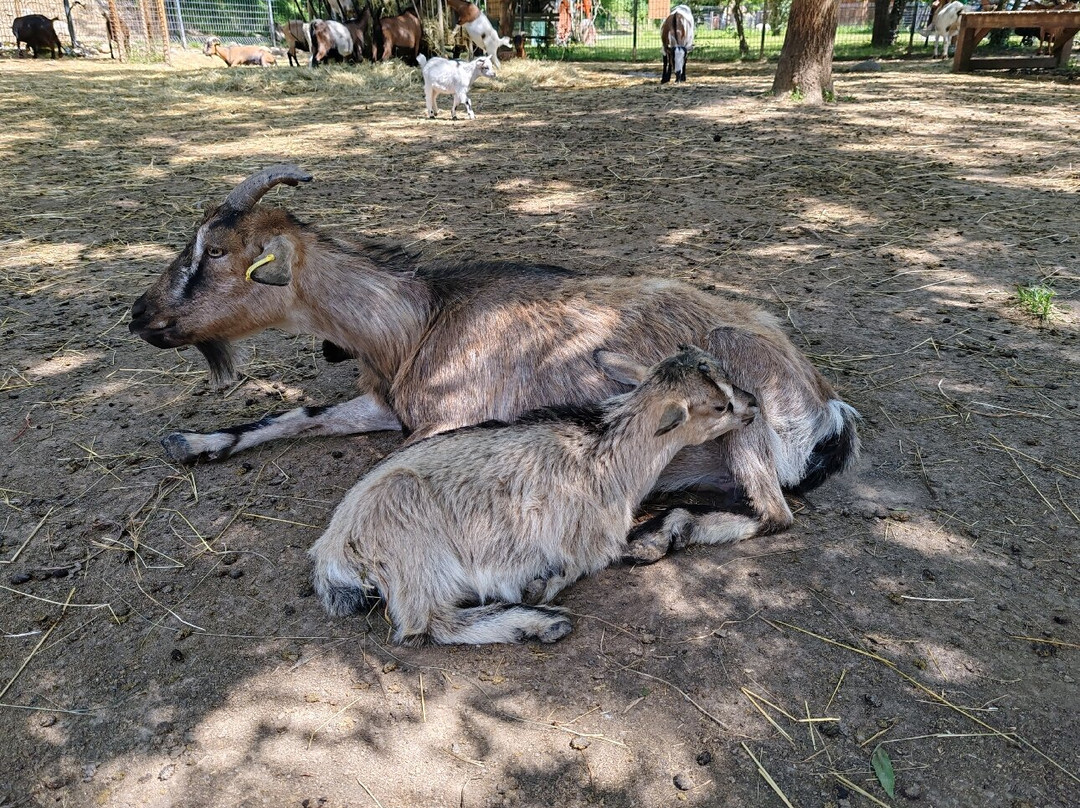 Parc Animalier De Lussas-Lussas必去景点