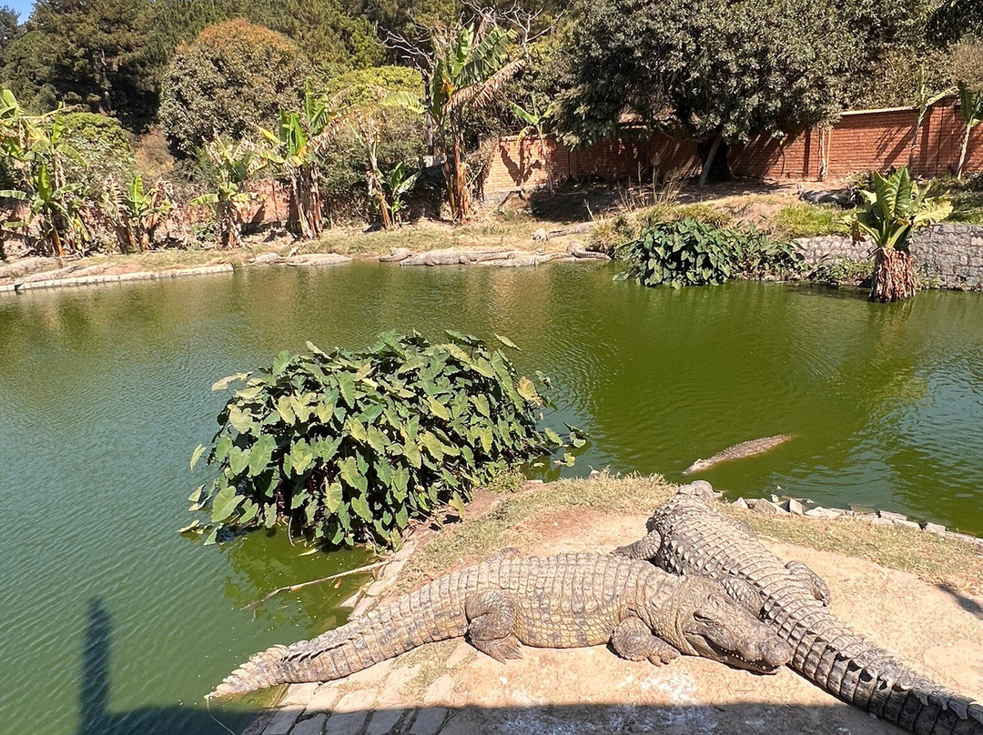 Croc Farm景点图片
