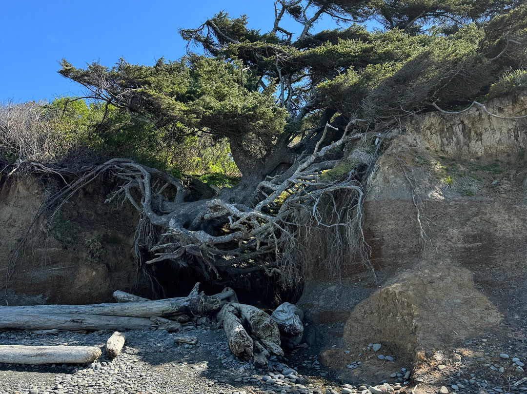 Tree Root Cave景点图片
