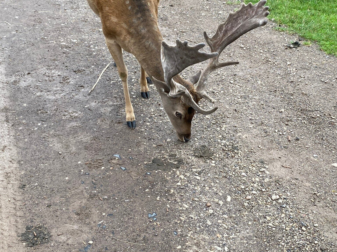 Tierpark Rheinböllen-Rheinbollen必去景点