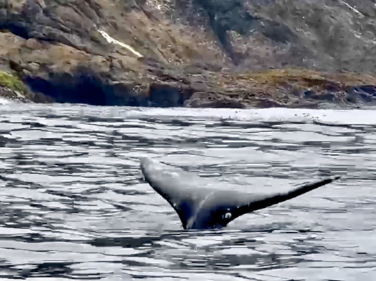 Whale's Tail Charters-Depoe Bay必去景点