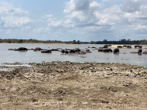 Dallas Africa Safaris