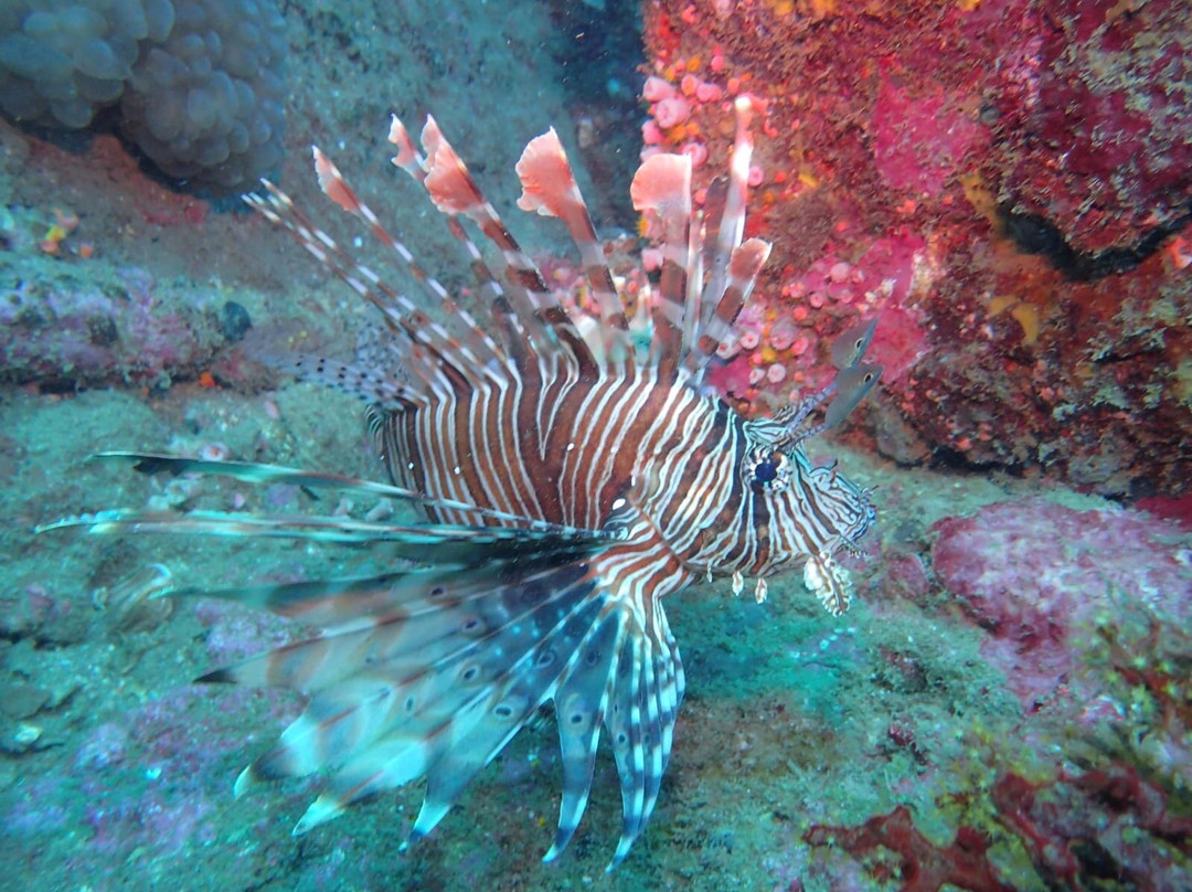 Scuba Addicts-拉非尼亚山必去景点