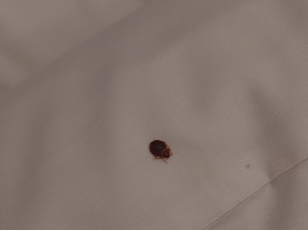 Hotel Orfeas Delphi主图