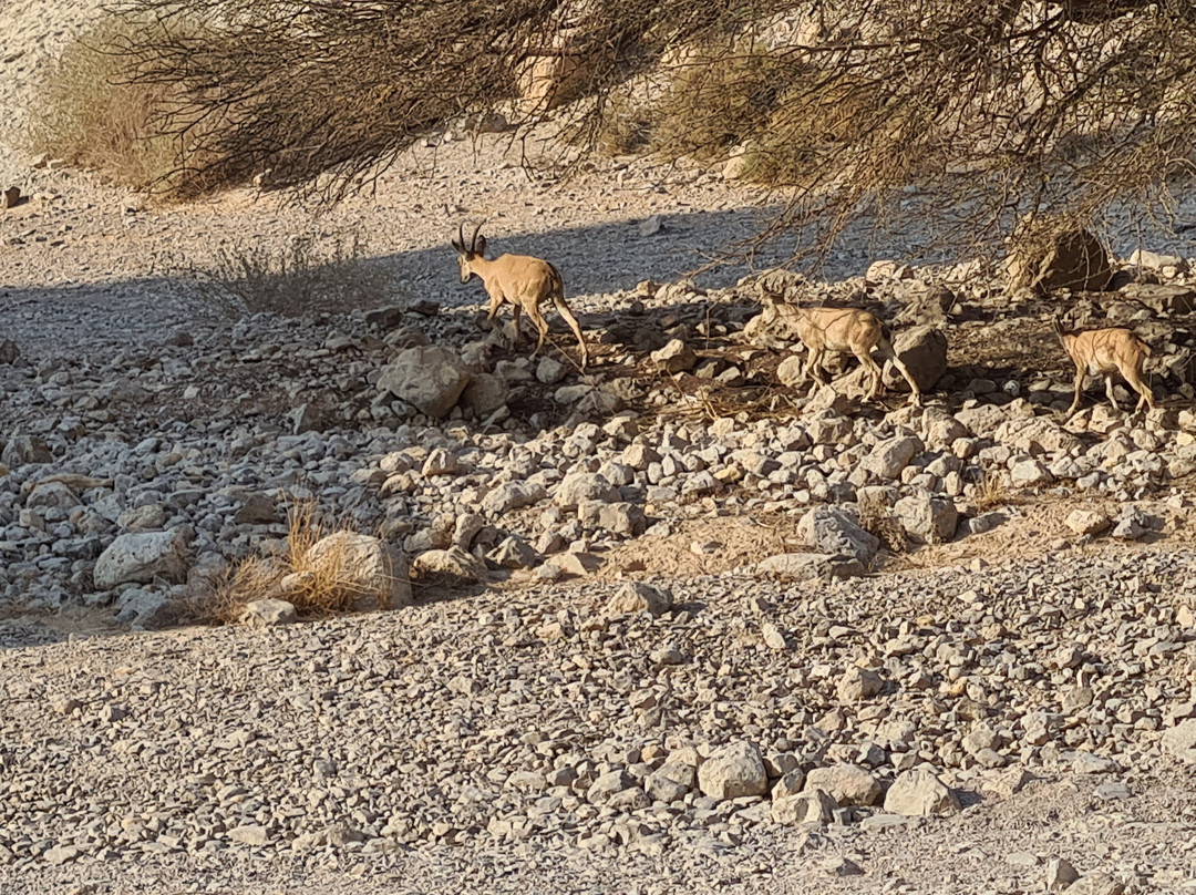 Yoni Shtern - Tour Guide-Neot HaKikar必去景点