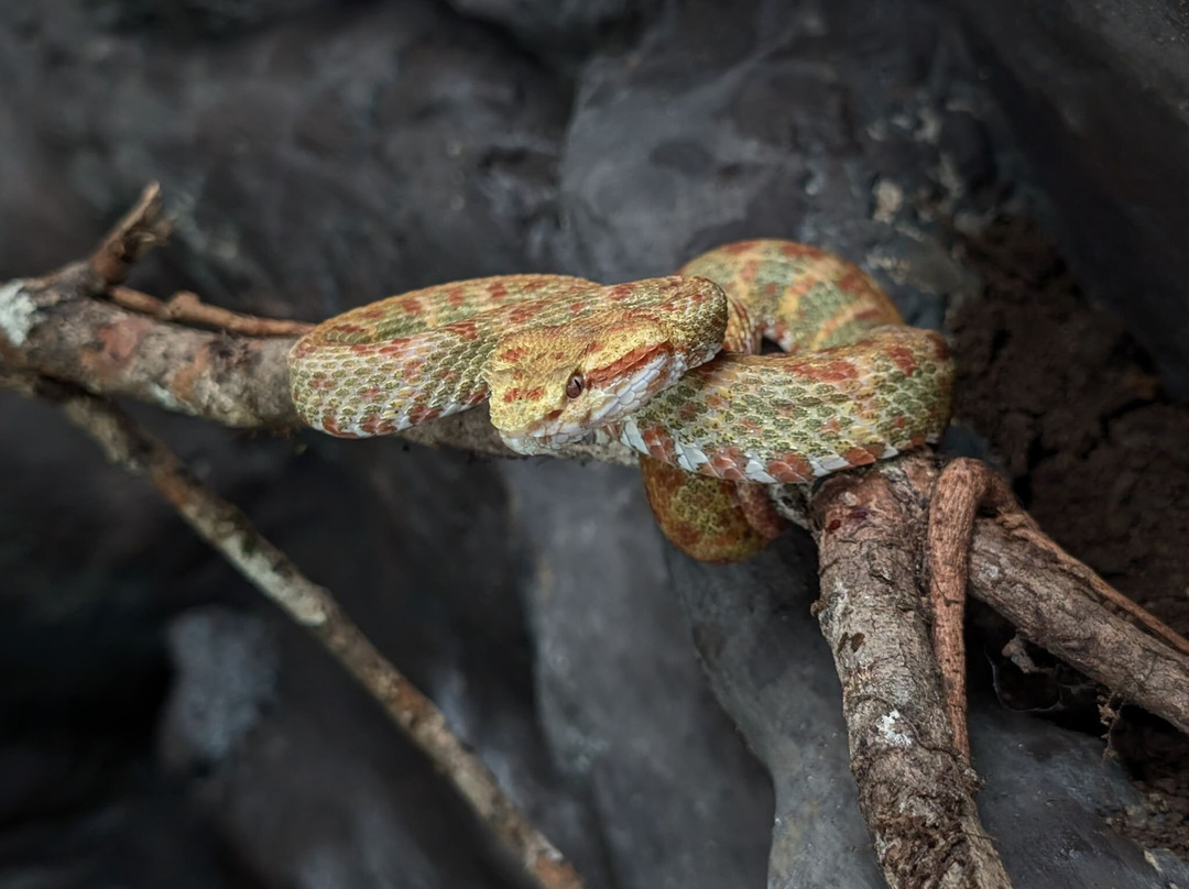 Parque Reptilandia - Costa Rica景点图片