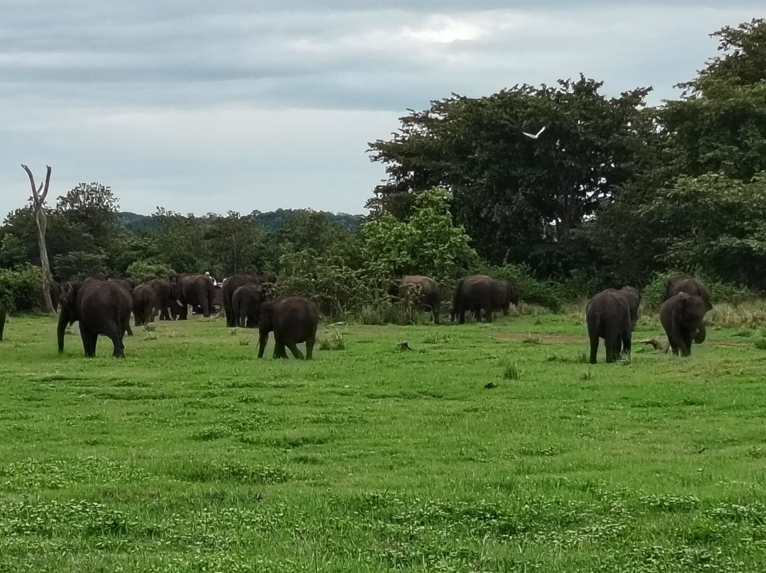 Minneriya Gajaga Safari-Minneriya必去景点