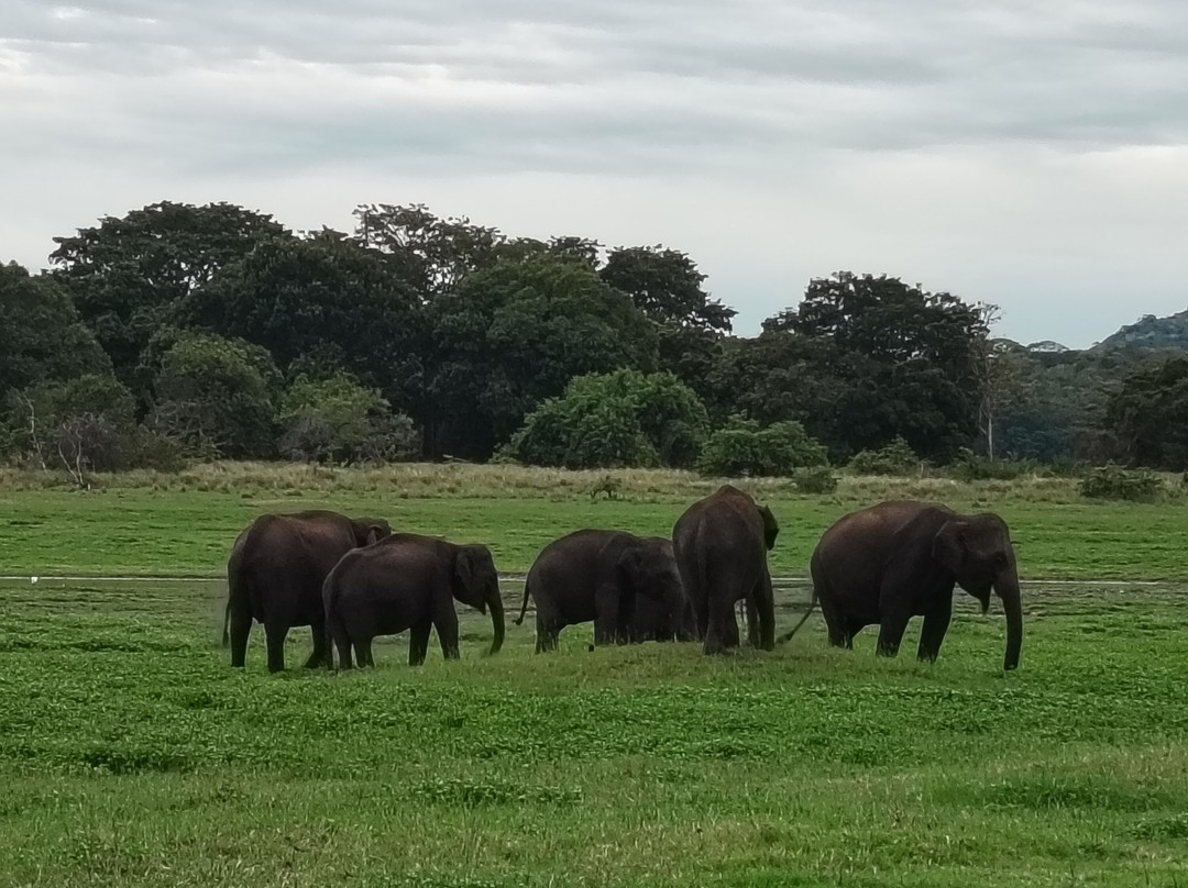 Minneriya Gajaga Safari-Minneriya必去景点