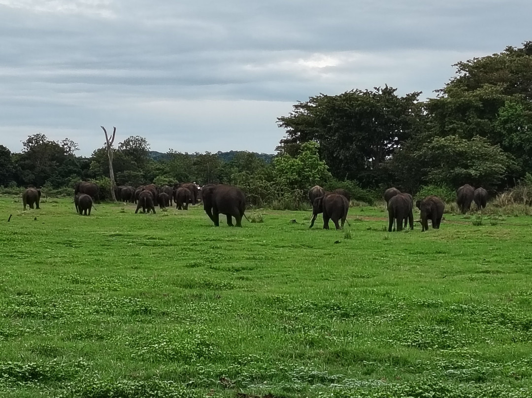 Minneriya Gajaga Safari-Minneriya必去景点