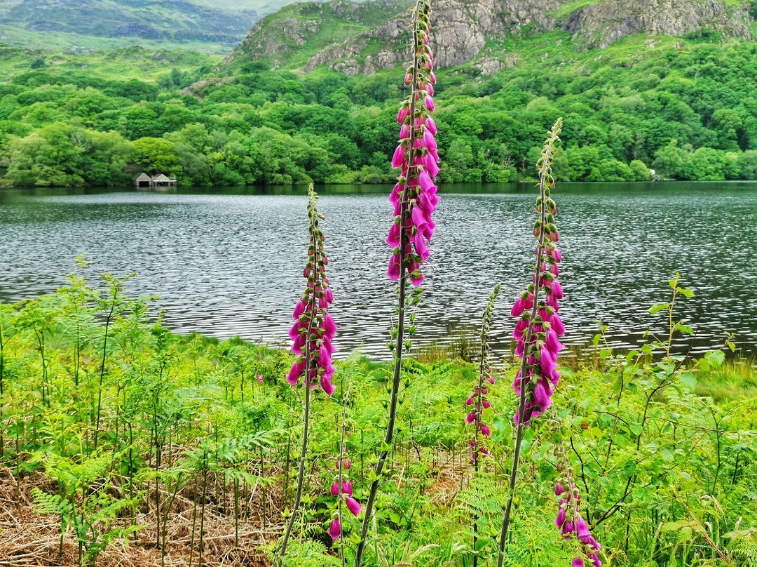 Llyn Dinas景点图片