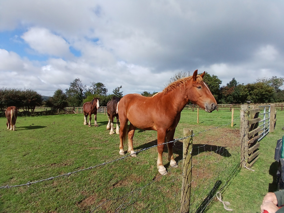 Dyfed Shire Horse Farm景点图片