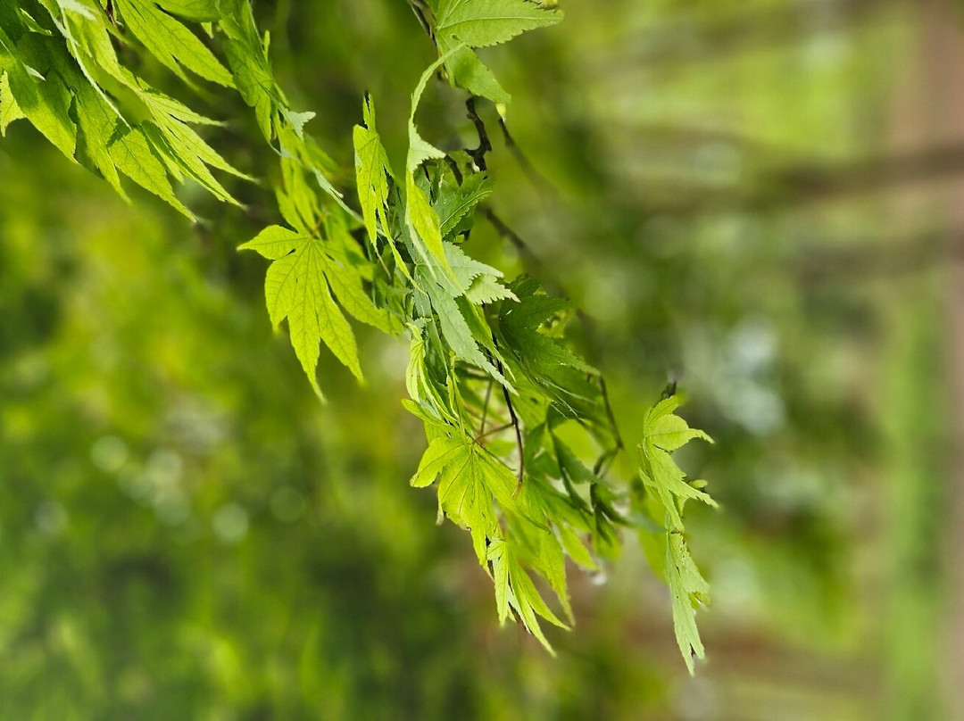 Queenswood Country Park & Arboretum景点图片