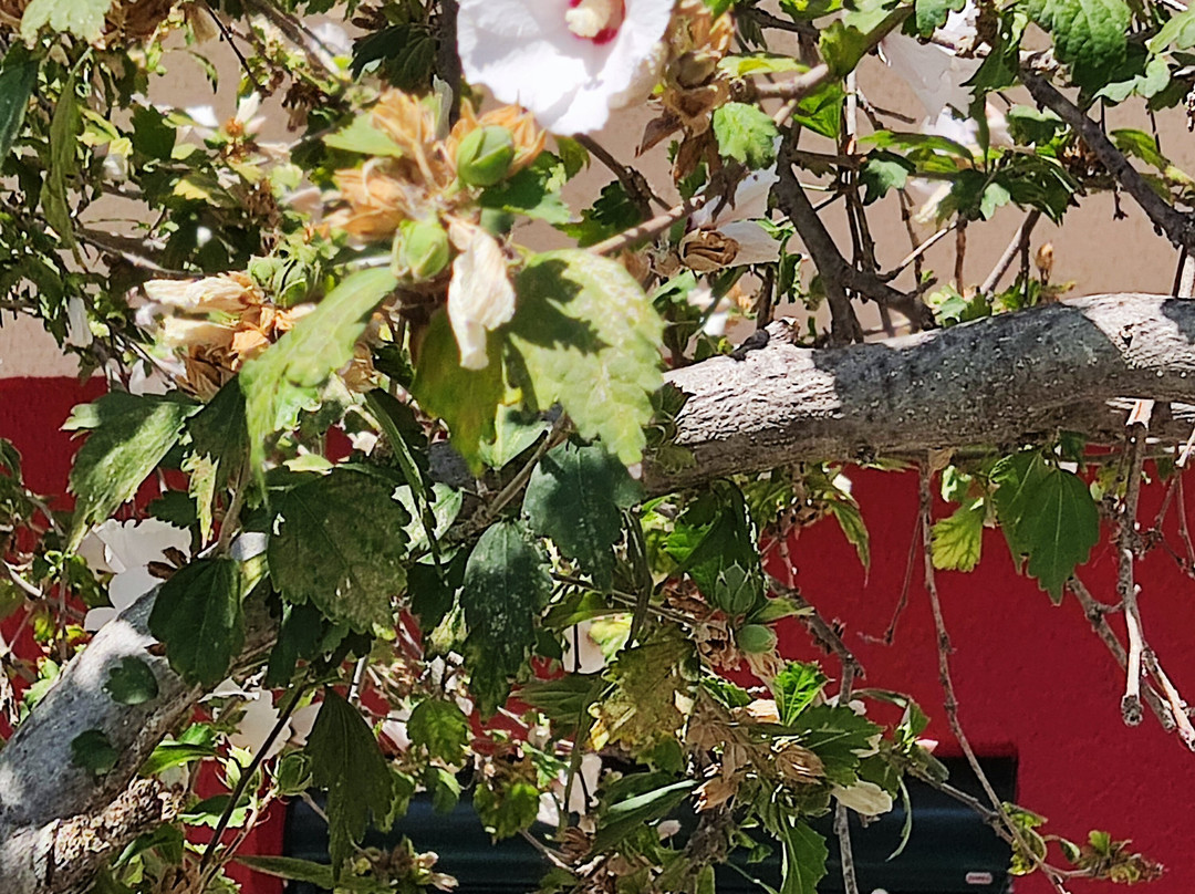 Albatross Apartments主图