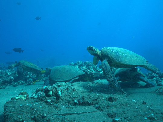 In2Scuba Diving Maui Dive Co.-拉海纳必去景点