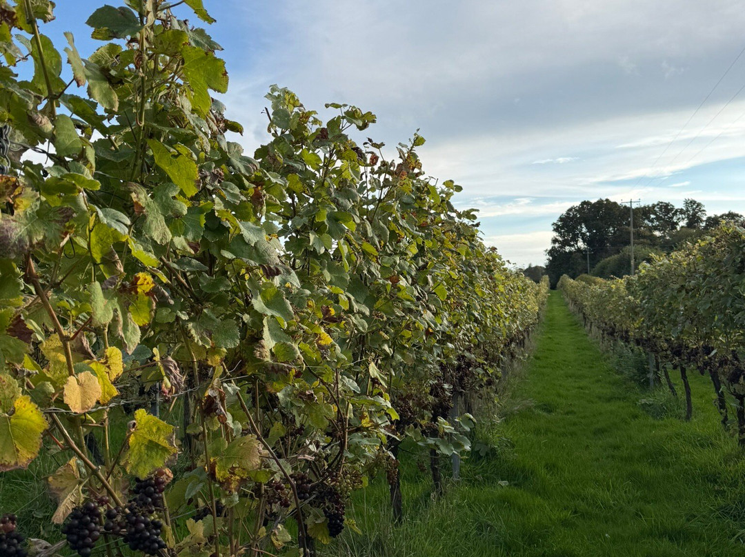 English Oak Vineyard景点图片