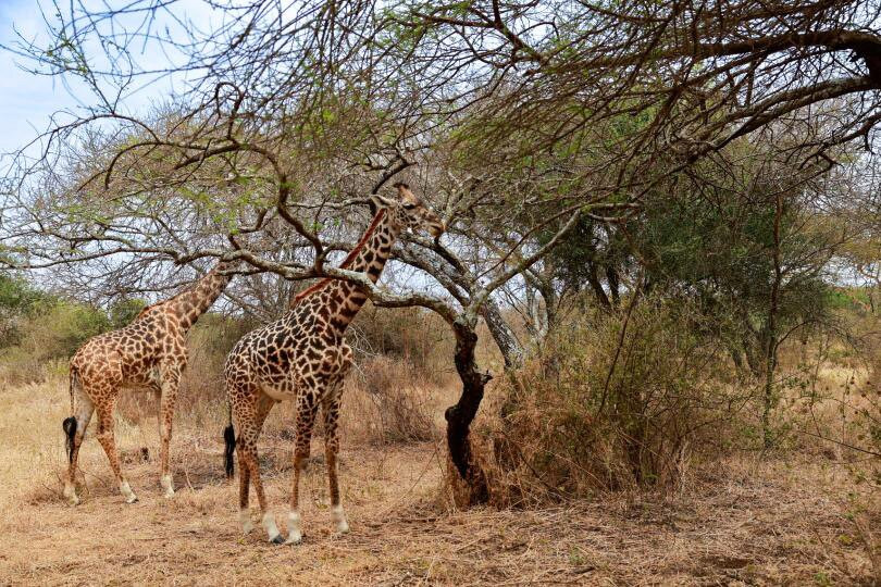 Arusha Giraffe Centre-阿鲁沙必去景点