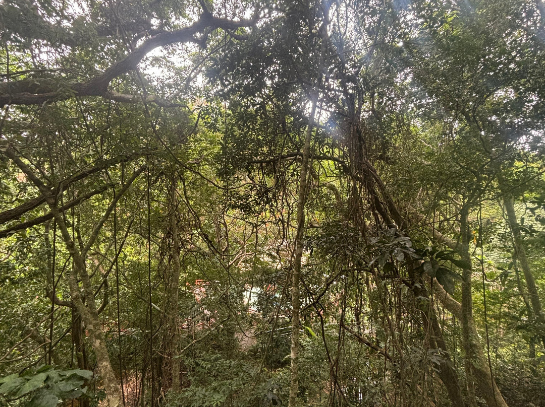 Kula Wild Adventure Park-辛加东卡必去景点