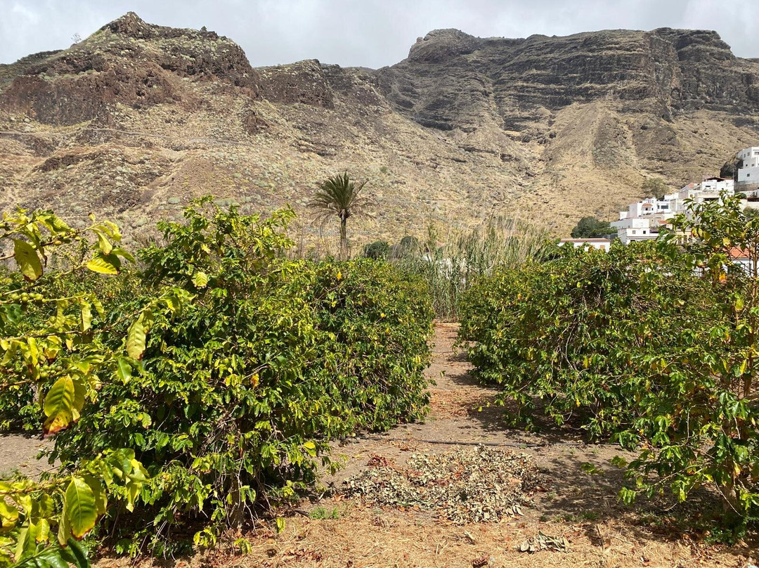 Finca Los Castanos景点图片