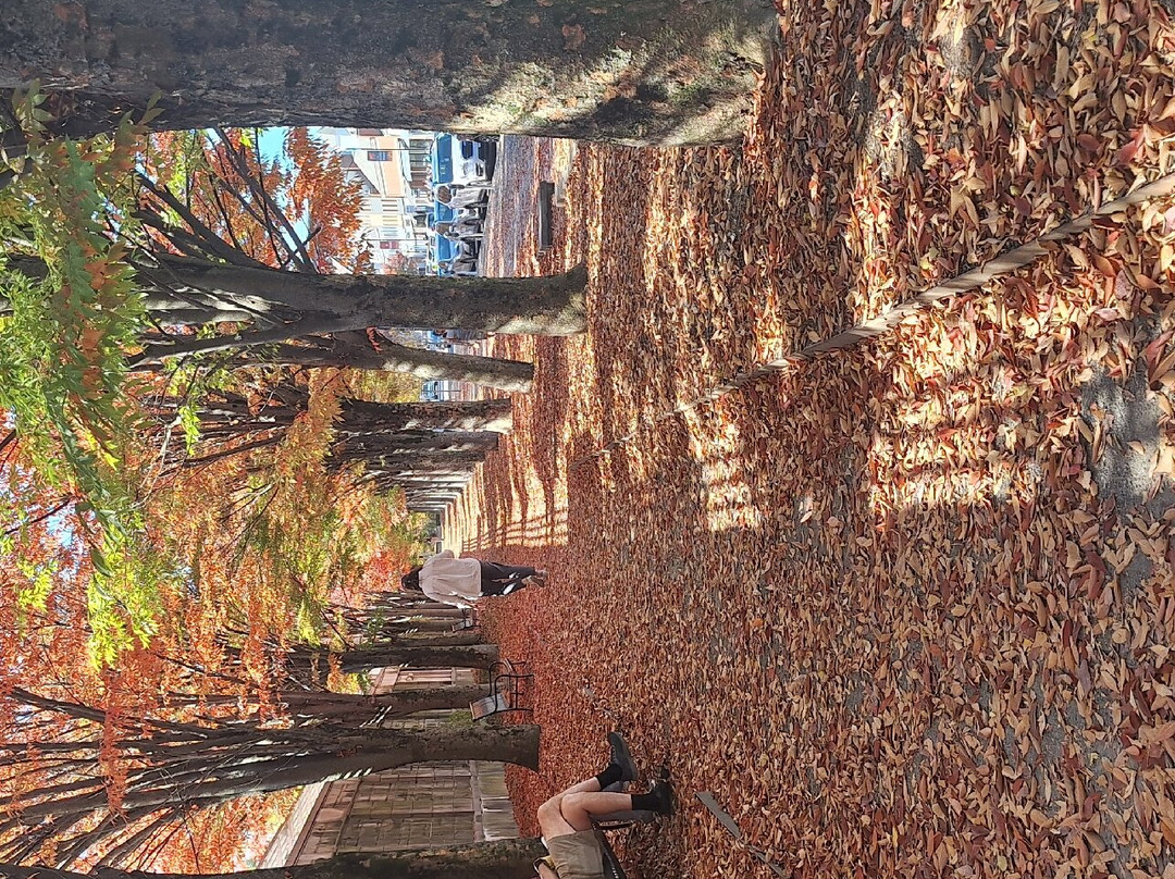 普林斯顿大学景点图片