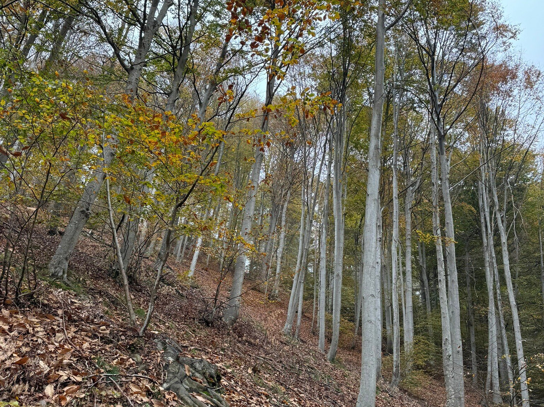 La Foresta di Faggi della Barbottina景点图片