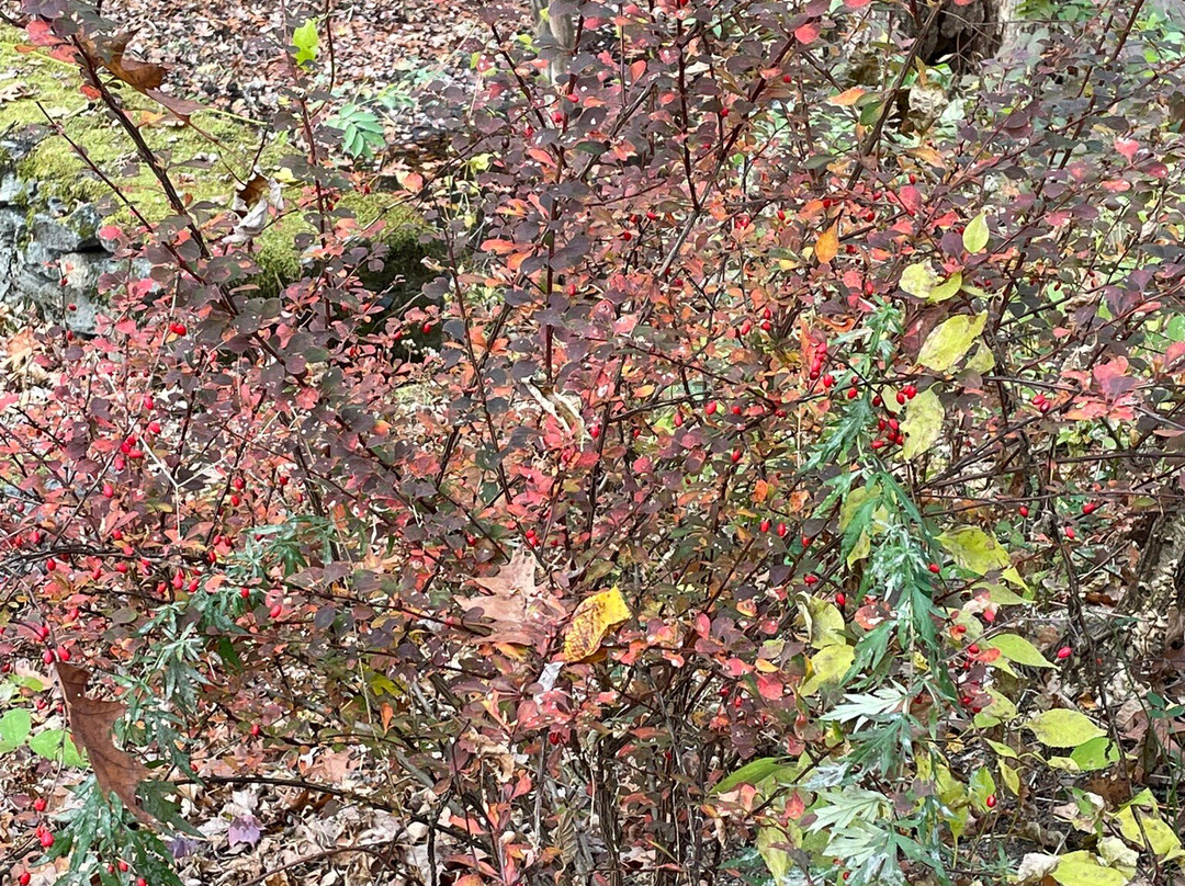 Broad Meadow Brook Conservation Center & Wildlife Sanctuary-伍斯特必去景点
